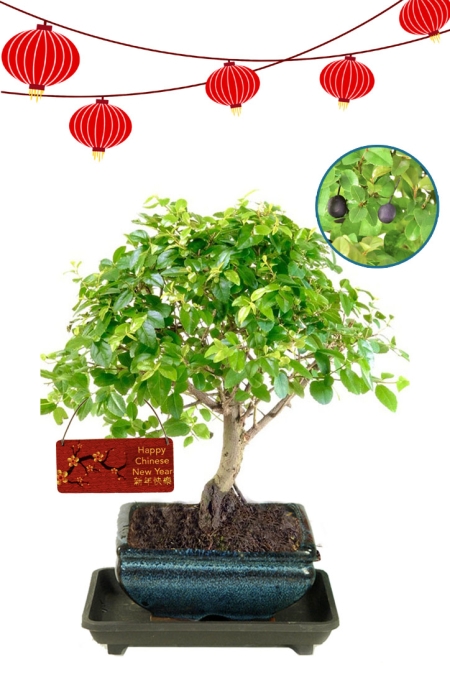 Chinese New Year Gift - Fruiting beginners Indoor Bonsai Tree