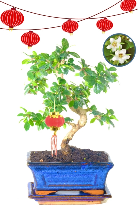 Twisty Fukien Tea Tree Bonsai with Red Chinese Lantern - White summer flowers