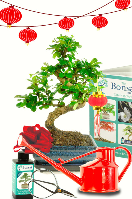 Outstanding Medium Twisty Flowering Indoor Bonsai Kit - Chinese New Year Gift for sale