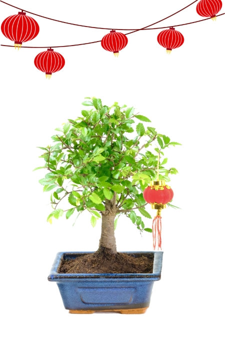 Incredible Chinese New Year bonsai tree. Traditional Chinese New Year gifts