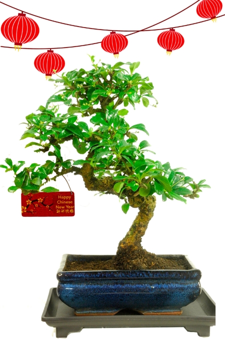 Chinese New Year Flowers | Medium Sized Flowering S-Shaped Bonsai Gift