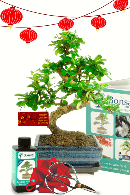 Outstanding Chinese New Year Gifts Bonsai Offer - Twisty Bonsai Kit [Save £13]