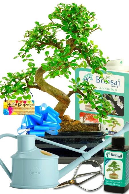 Phenomenal twisty Chinese Elm Bonsai tree retirement kit - beginners bonsai