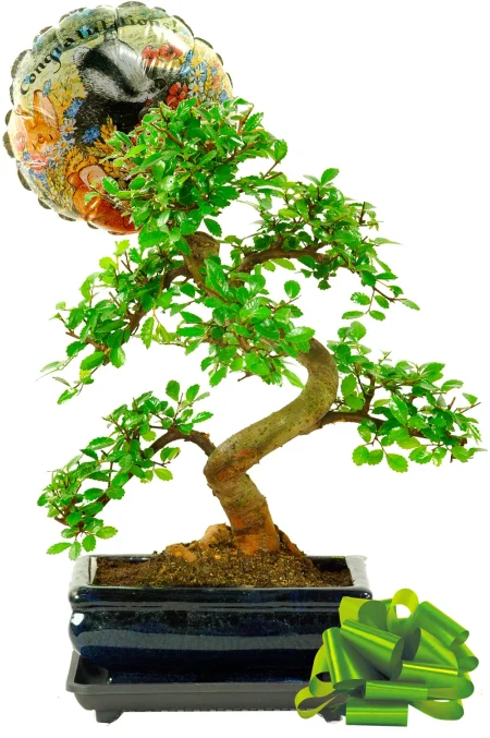 Congratulations bonsai tree gift UK