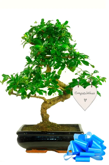 Congratulations Gift – 12-Year-Old Flowering Fukien Tea Bonsai