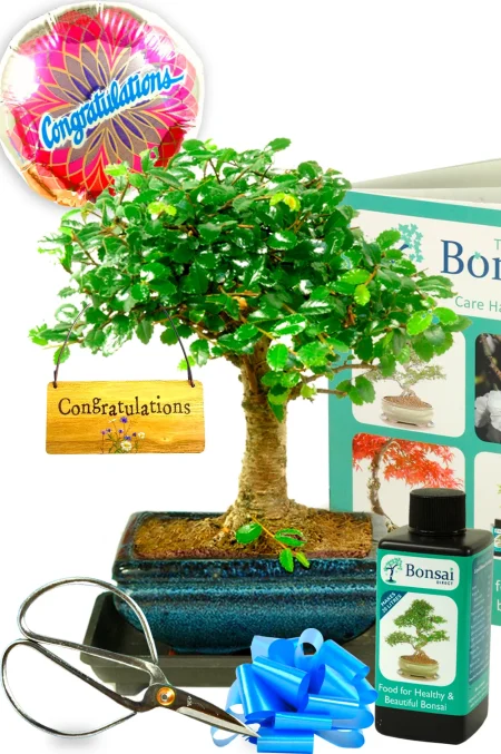 Beautiful Dwarf Congrats Gift – 6-Year-Old Chinese Elm Bonsai Kit