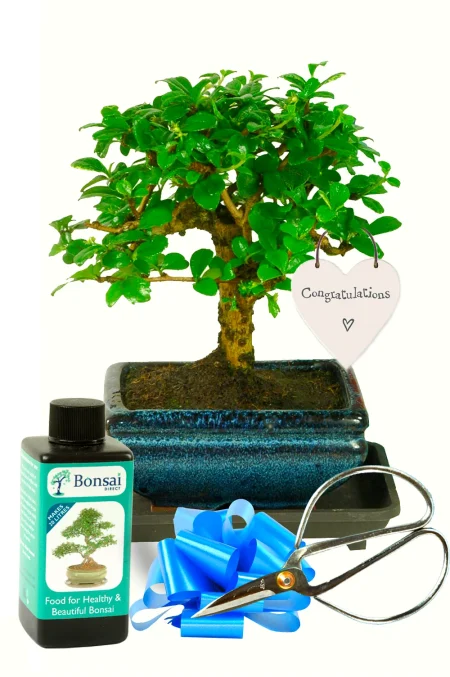 Baby bonsai congratulations gift