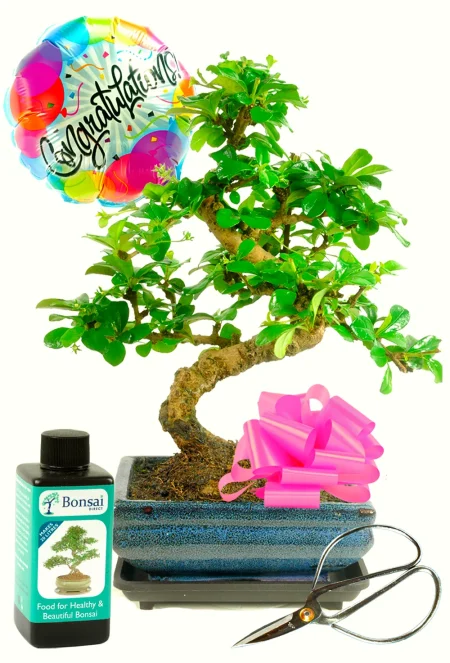 Beautiful flowering congratulations present bonsai tree