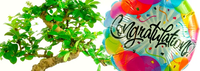Congratulations Bonsai Gifts