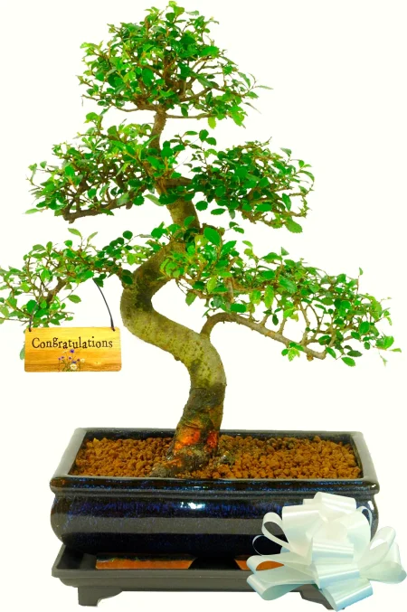 16-Year-Old Twisty Beginners Indoor Bonsai Tree – Congratulations Edition
