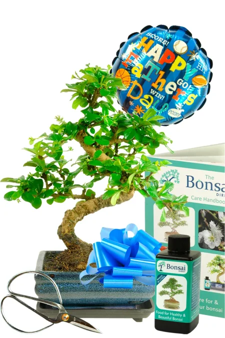Outstanding Father’s Day Bonsai Gift – Flowering Fukien Tea Starter Kit