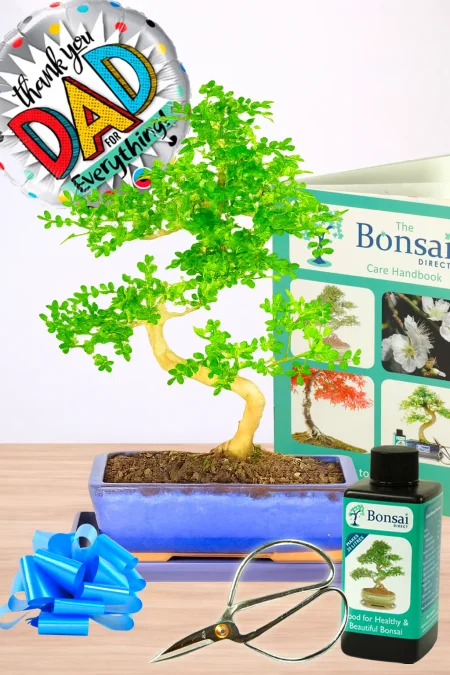 Gifts for Dads Who Have Everything – An Aromatic Bonsai with Character