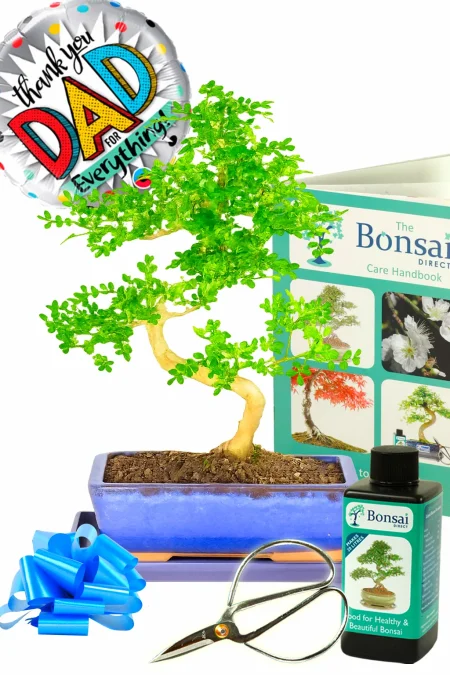 Father's Day Plant Gifts | Save 20% off of our Outstanding Aromatic Pepper Indoor Bonsai Kit!