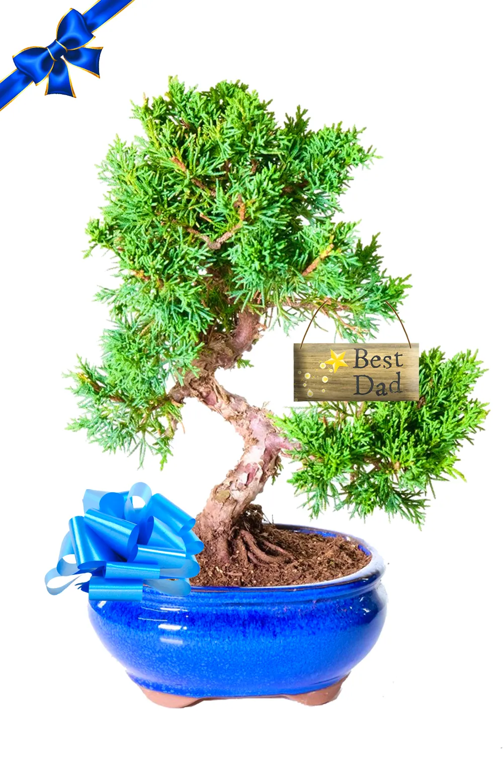 Great Father's Day gift for plant dads | Evergreen Outdoor Juniper - Hardy Bonsai