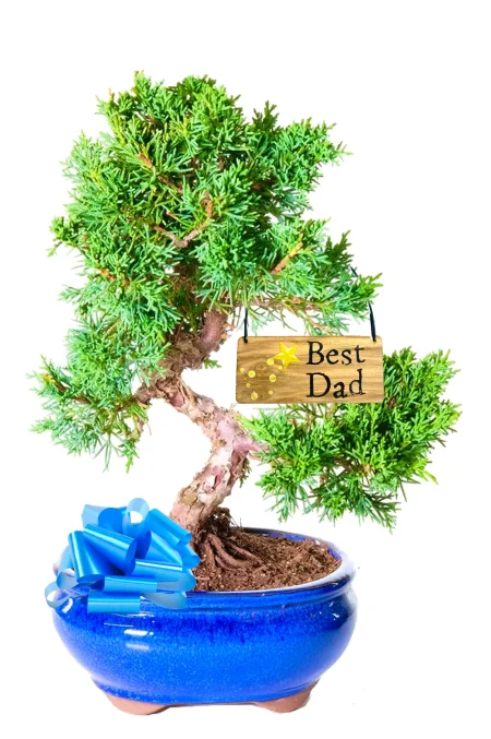 A Thoughtful Plant for Dads That Lasts