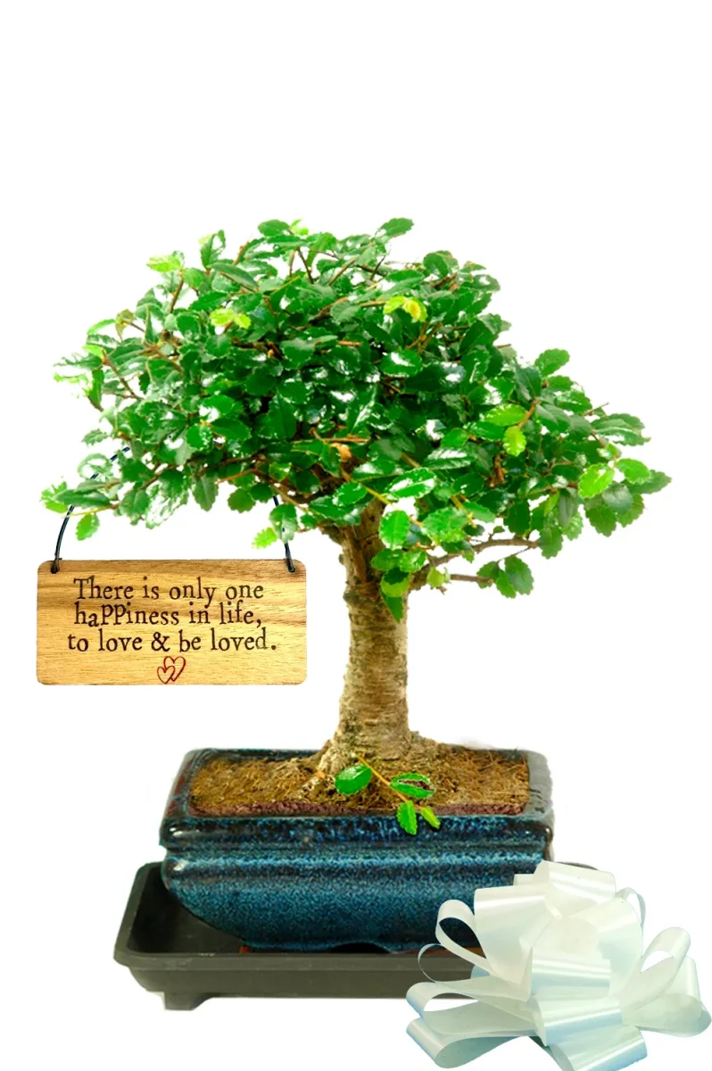 A gift that grows - beginners Chinese Elm Bonsai with hanging tag