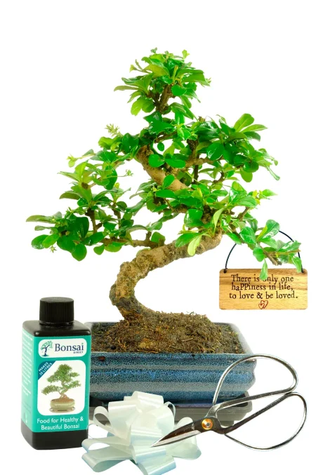 Flowering Indoor Bonsai beginners Starter Kit - There is only one happiness - to love and be loved