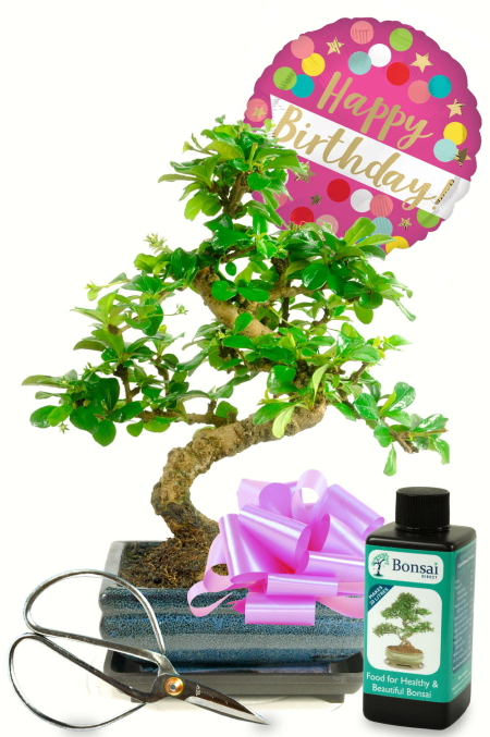 Happy Birthday bonsai tree set for her