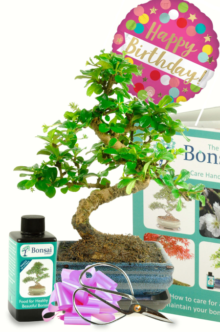 Ultimate Bonsai tree Birthday gift set for ladies