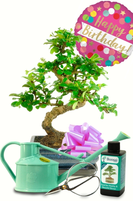 Spectacular 'Happy Birthday' bonsai tree gift for her