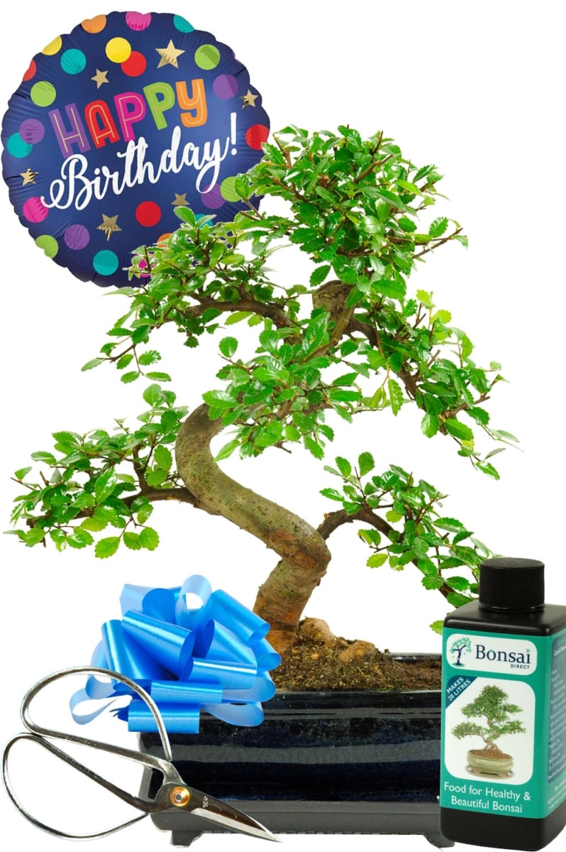 Incredible Chinese Elm Bonsai tree birthday set for men