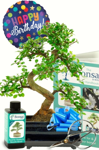 Incredible Birthday gift set for men with beginners bonsai tree