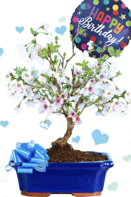 Flowering outdoor birthday gift bonsai for him