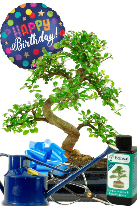 Incredible beginners Bonsai tree birthday gift for him