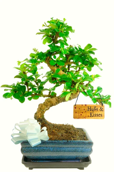 Send them a sentimental gift with this flowering indoor Fukien Tea Tree bonsai | Delivery is FREE across the UK