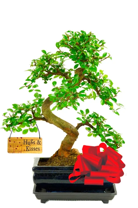 Order this beautiful hugs and kisses bonsai gift now with free delivery available