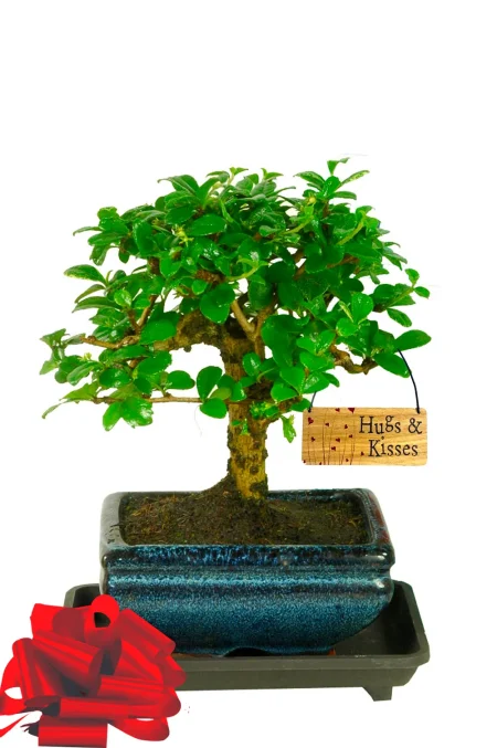 Adorable Hugs & Kisses bonsai tree gift for sale