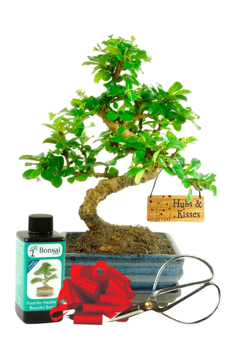 Delicate flowering indoor bonsai tree sentimental gift