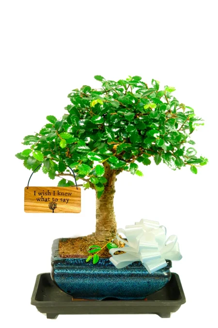 A lovely Chinese Elm Bonsai gift | Perfect for when you don't know what to say