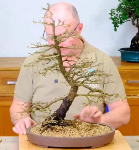 Bonsai Larch Root Rot