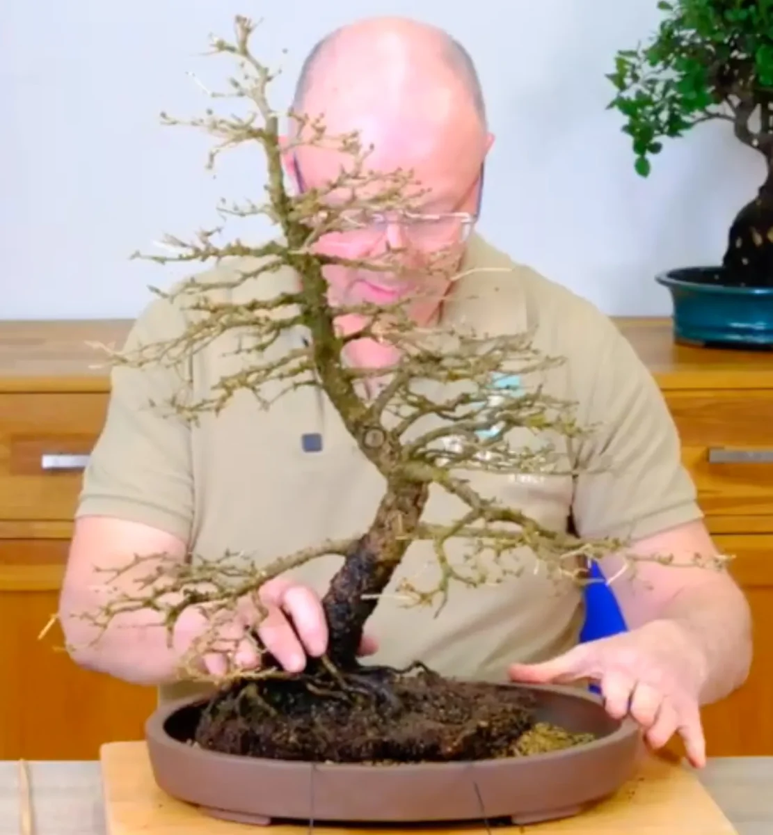 Larch repotting