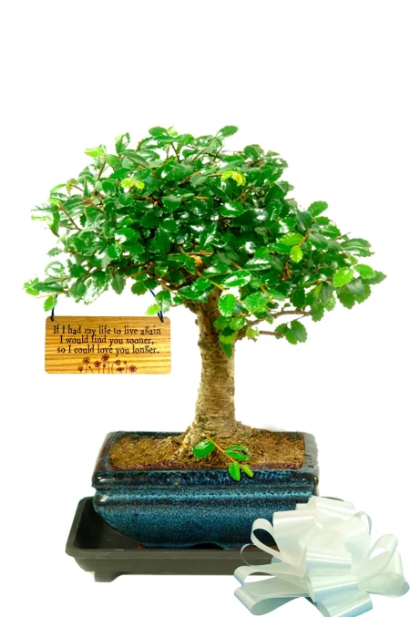 Baby bonsai starter gift - If I had my life to live again, I would find you sooner so I could love you longer