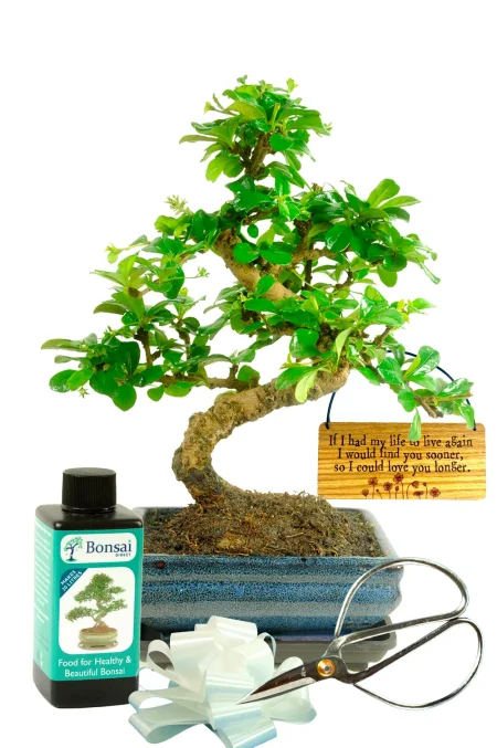 If I had my life to live again, I would find you sooner so I could love you longer twisty s-shaped flowering indoor bonsai starter kit