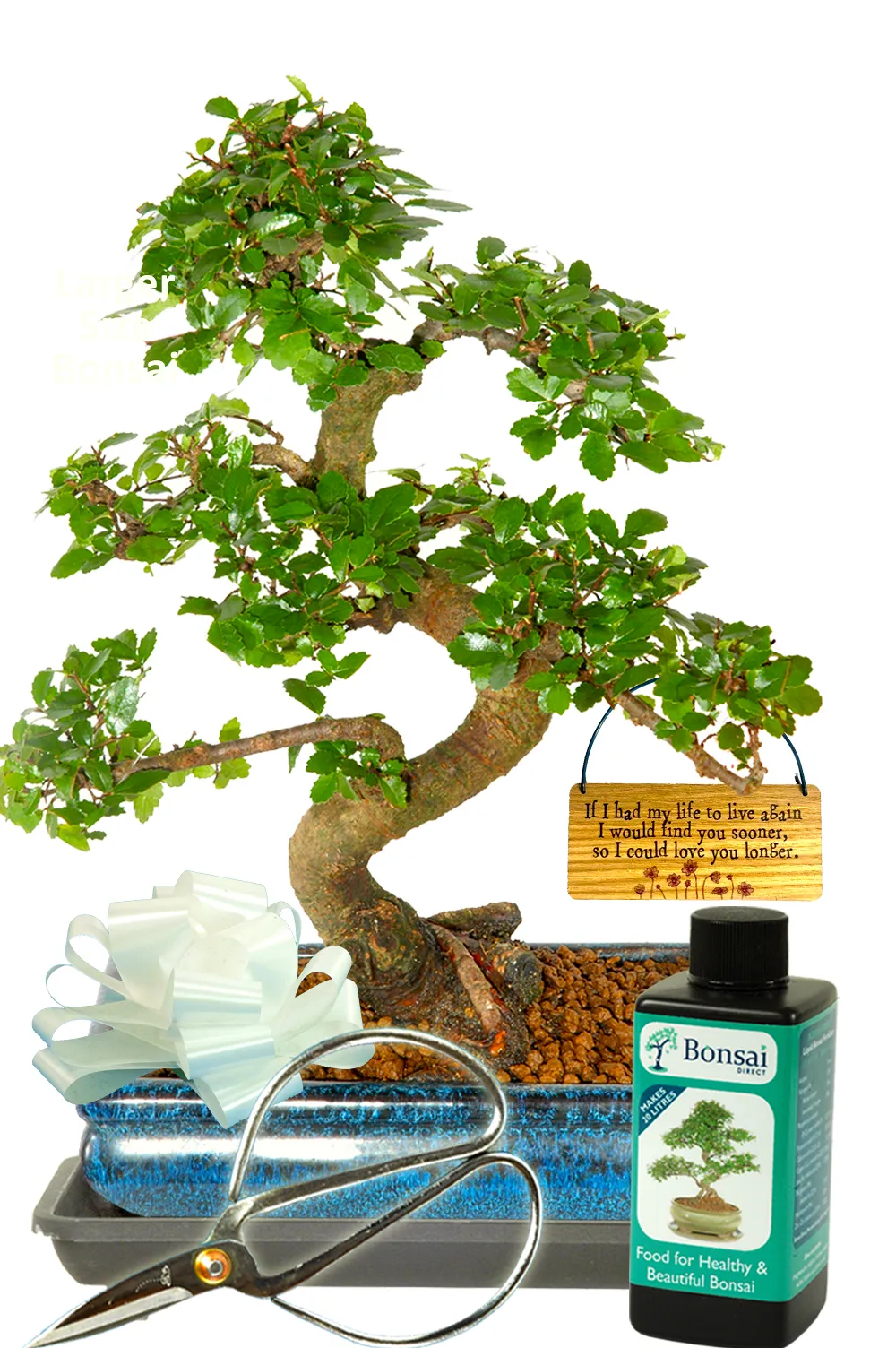 Chinese Elm indoor bonsai favourite starter kit If I had my life to live again, I would find you sooner so I could love you longer