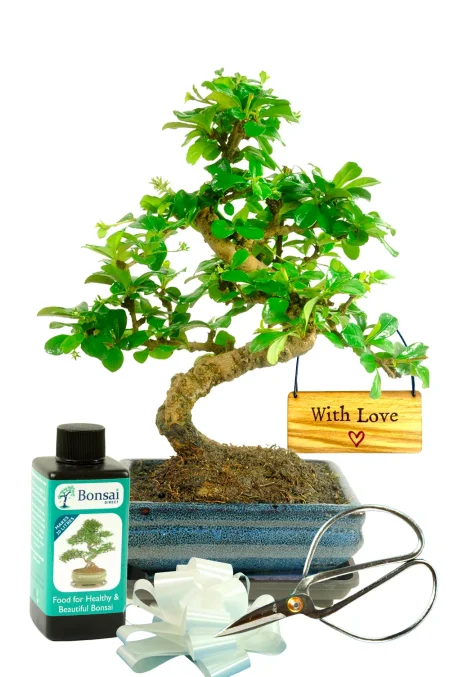 Artistic flowering bonsai tree kit 'With Love' gift