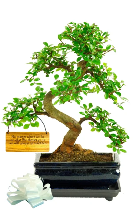 Beautiful bonsai tree gift with special meaning for loved ones