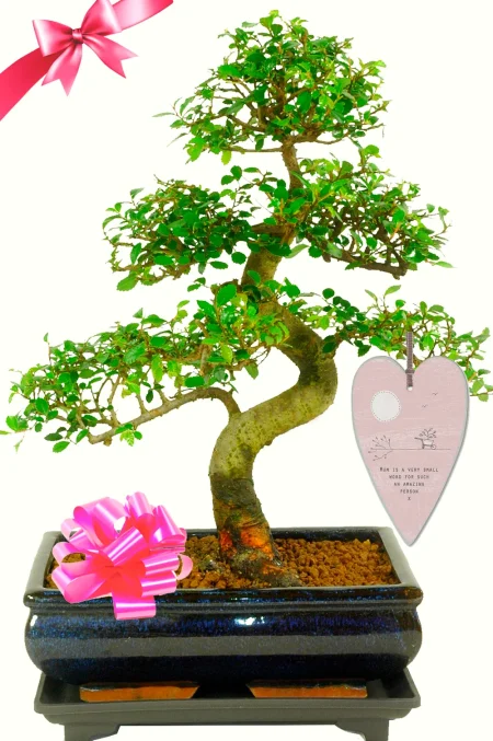 Incredible larger size bonsai plant gift for mum
