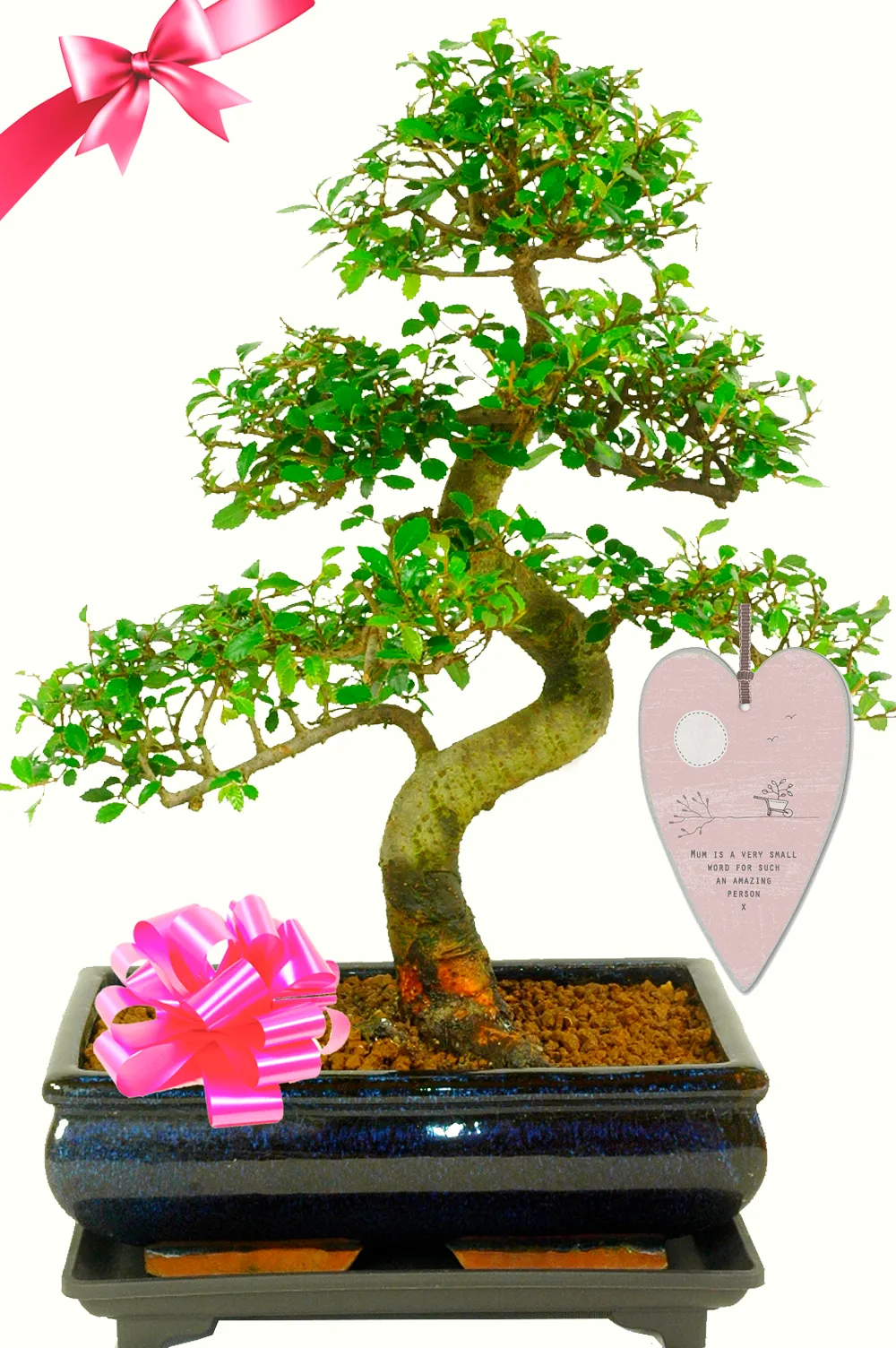 Incredible larger size bonsai plant gift for mum