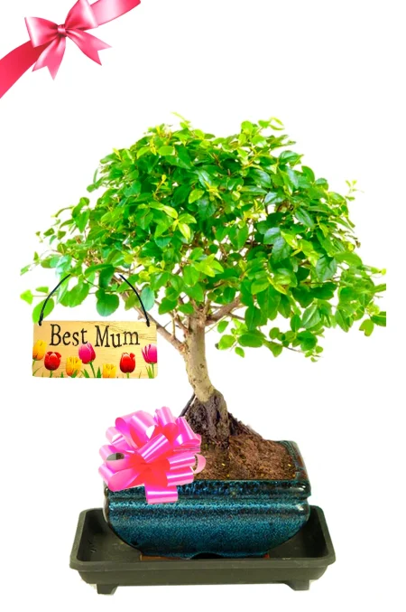 Special bonsai gift for a special mum