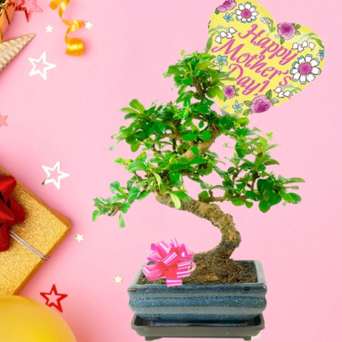 Mother's Day flowering gift