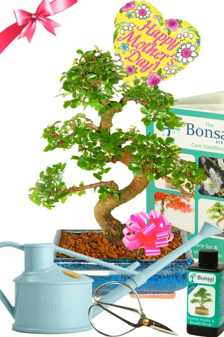 Gorgeous Mother's Day bonsai tree kit