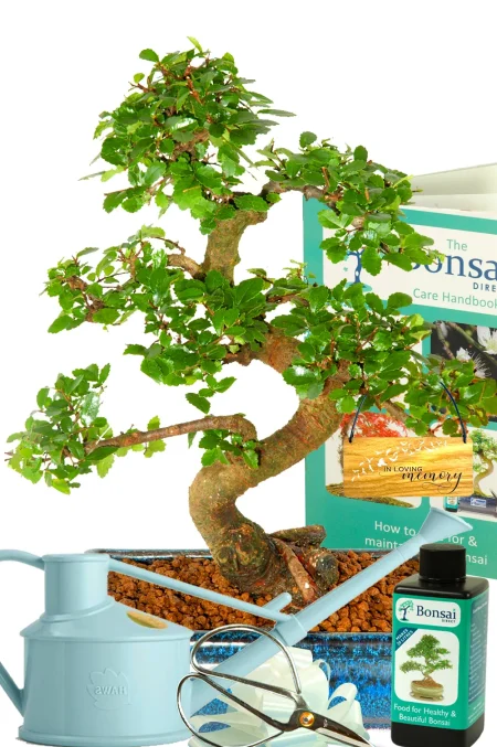 Comprehensive memorial bonsai gift with complete care kit | Chinese Elm Bonsai - perfect for beginners
