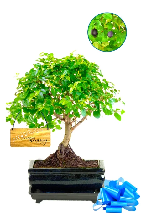 Gifts for Someone Who Lost a Loved One | Very Pretty Memorial Bonsai Tree
