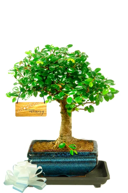 Unique Memorial Gifts | Chinese Elm Bonsai In Loving Memory