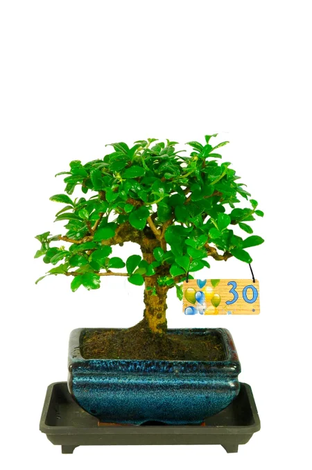 Pretty flowering Fukien Tea Tree bonsai gift | Perfect for milestone moments