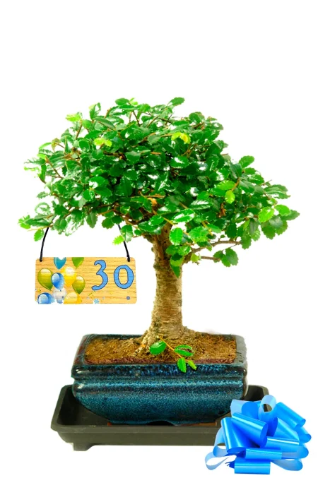 Beginners bonsai milestone gift